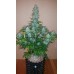 G14 Auto - FastBuds
